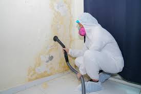 Best Black Mold Removal in USA